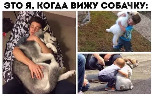 Смешная картинка №282873 собаки