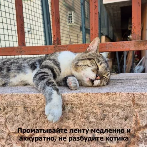 Тише едешь — лучше спишь 🐈💤 - Проматывайте ленту медленно и аккуратно, не разбудите котика