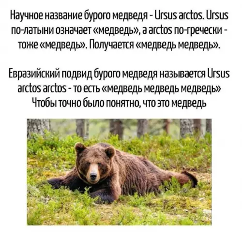 Когда слишком постарался с названием 🐻 - Научное название бурого медведя - Ursus arctos. Ursus по-латыни означает