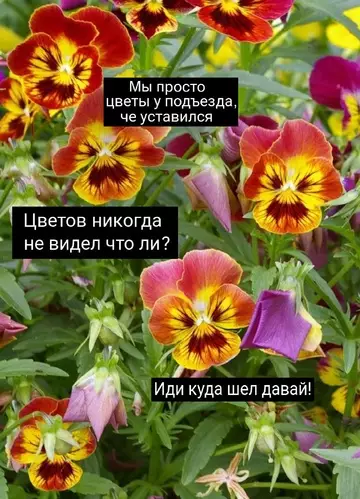 Смешная картинка №765205 Уходи 