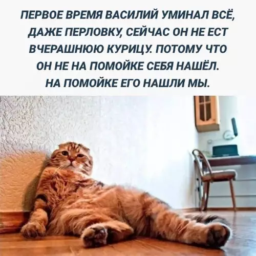 Смешная картинка №725967 Коты