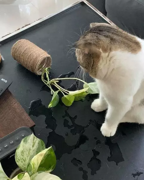 продолжение Смешная картинка №568674 Заведи кота, говорили они.
Коты уют вырабатывают, говорили они.