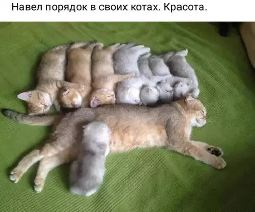 Смешная картинка №269469 кошки, котята