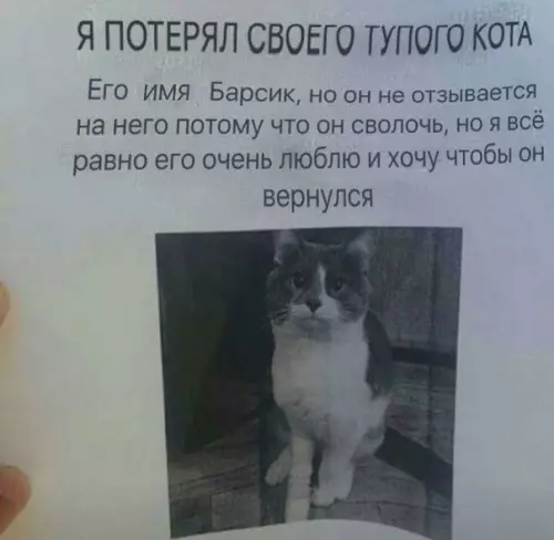 Смешная картинка №239057 коты