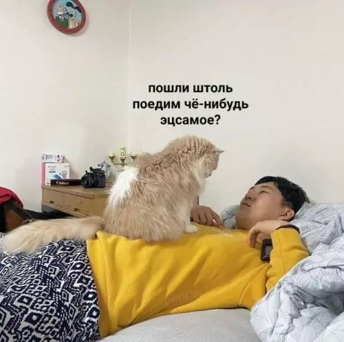 Смешная картинка №674101 Коты