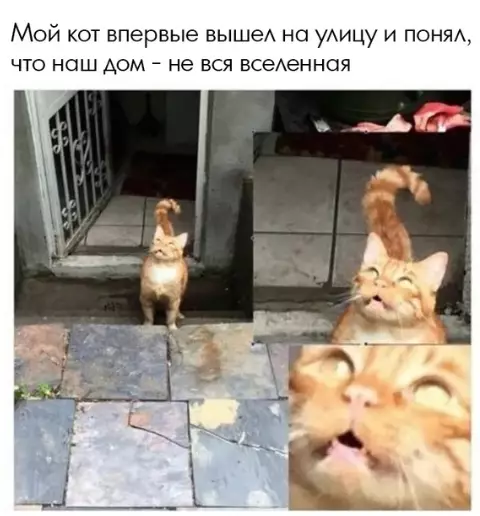 Смешная картинка №366756 Неподдельные эмоции