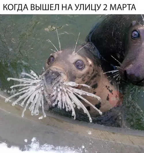 Смешная картинка №253829 март