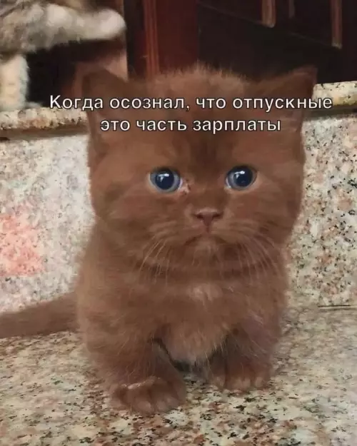 Смешной котенок о отпусках
