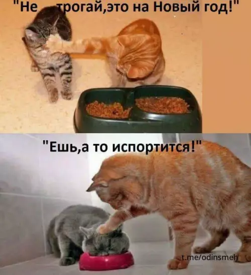 Смешная картинка №670481 картинки