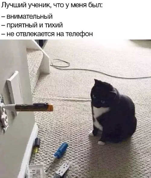 Смешная картинка №717639 коты