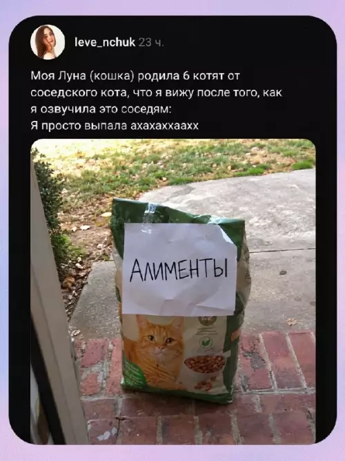 Кошачьи разборки и честный счет по алиментам 🐱💰 - Моя Луна (кошка) родила 6 котят от соседского кота, что
