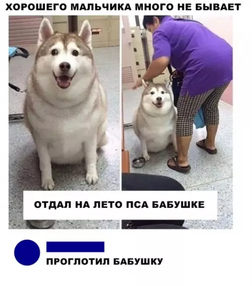 Смешная картинка №295255 собаки