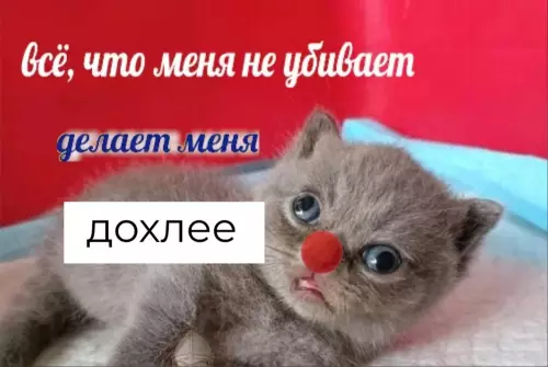 Смешная картинка №700175 Это я лежу с пятнадцатой простудой за октябрь, потому что осенью мой иммунитет снижается до нуля: