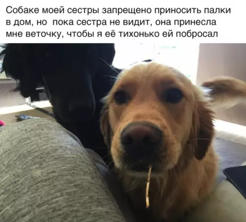 Смешная картинка №307548 Милота этого пса зашкаливает ❤ собаки