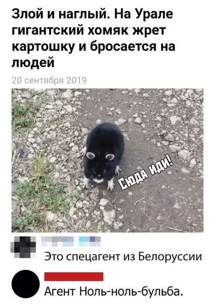 Смешная картинка №474856 А это точно хомяк?)