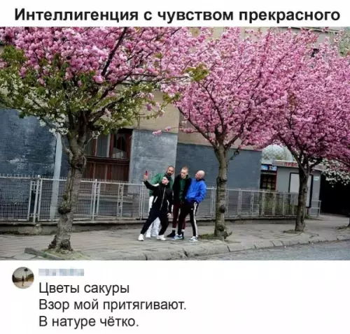 Интеллигенция на прогулке - Цветы сакуры. Взор мой притягивают. В натуре чётко.