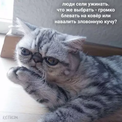 продолжение Смешная картинка №572329 Ежедневные дилеммы обычных котов Кошки
