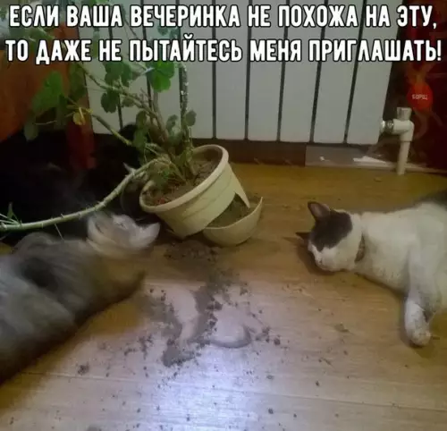 Смешная картинка №228398