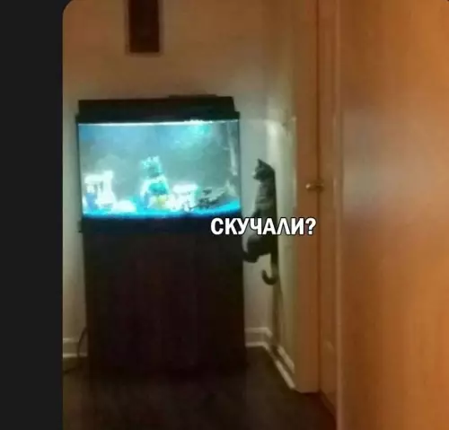 продолжение Смешная картинка №682489 Просто переиграл и уничтожил Коты