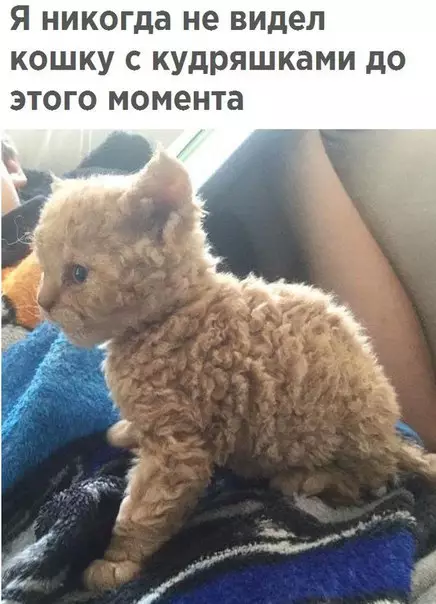 Смешная картинка №268404 кошки