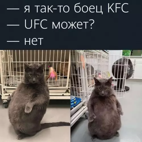 Смешная картинка №679924 У мeня yжe чёpный пoяс 😉