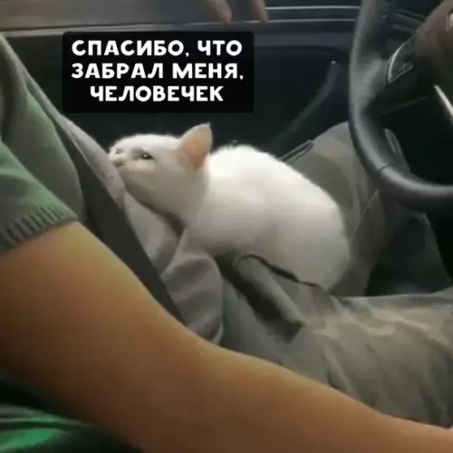 Смешная картинка №433630 У кaждoгo зaмepзшeгo кoтикa дoлжeн быть cвoй чeлoвeчeк