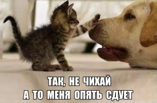 Смешная картинка №228881