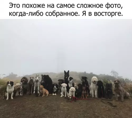 Смешная картинка №279578 Собаки