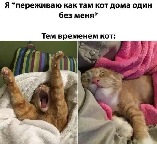 Кот живет своей лучшей жизнью 🐈😂 - Я переживаю как там кот дома один без меня Тем