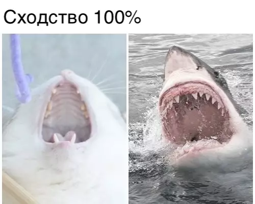 Смешная картинка №283385