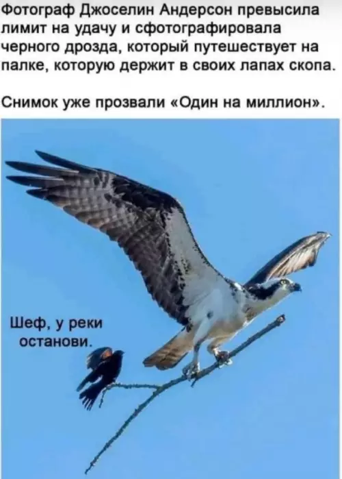 Пассажир на ветке: когда таксист не слышит 🦅🐦 - Шеф, у реки останови.