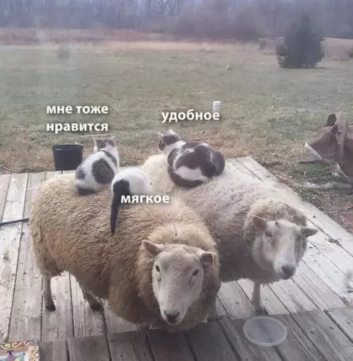 Кошачий десант на овцах! 🐈🐑 - мне тоже нравится удобное мягкое