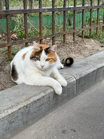 Смешная картинка №762054 Это бизнес  коты