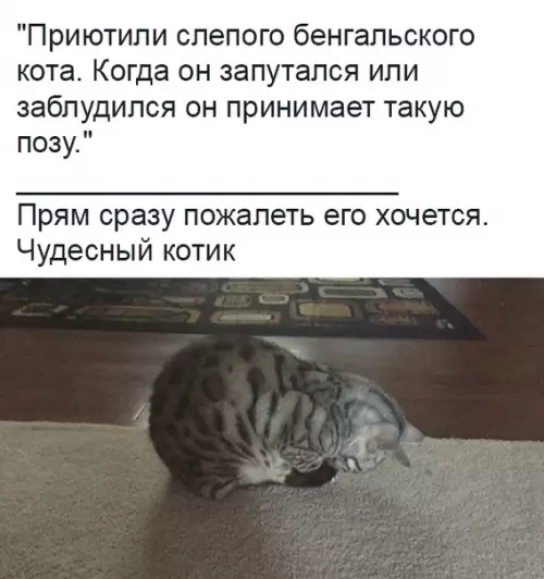 Смешная картинка №378901 коты