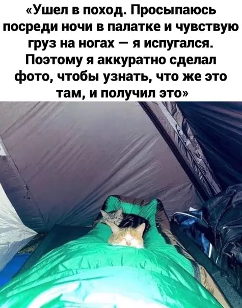Смешная картинка №622345 Дикиe звepи
