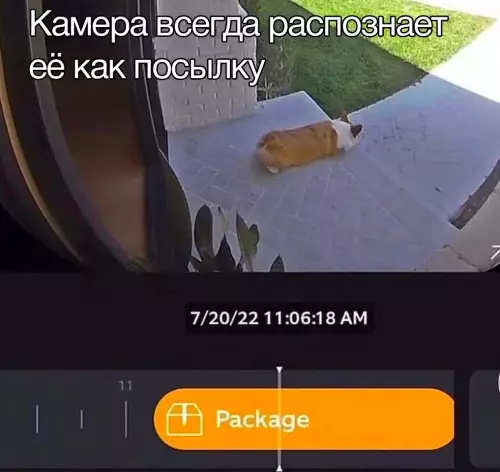 Смешная картинка №658452 собаки