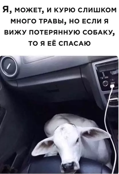 Смешная картинка №489563 собаки