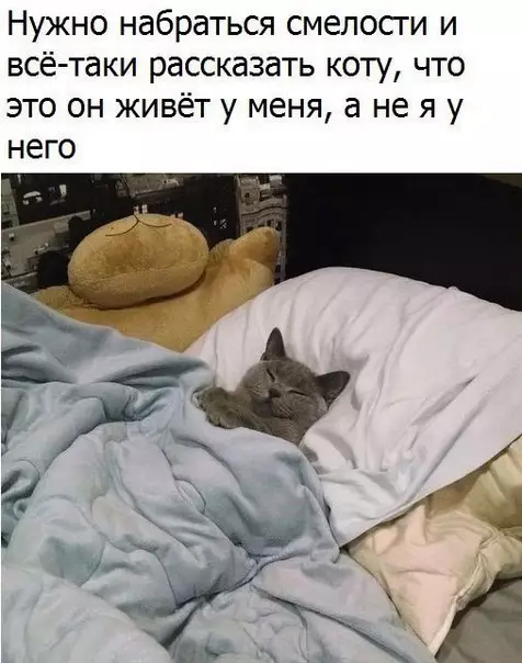 Смешная картинка №186162 коты