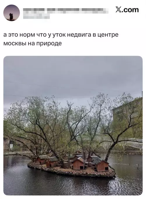 Утки в центре Москвы - а это норм что у уток недвига в центре москвы