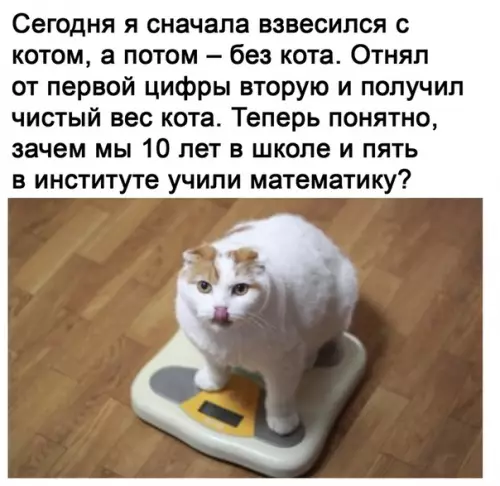 Смешная картинка №510768 Как взвесить кота