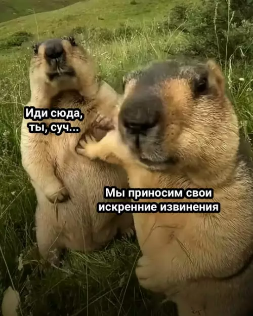Смешная картинка №785461