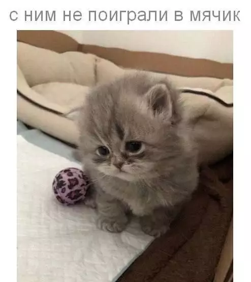 Смешная картинка №676962 Коты 