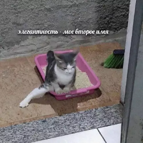 Смешная картинка №711417