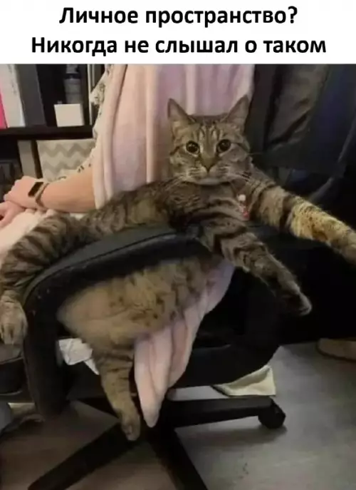 Хозяин в доме, а не ты! 😼 - Личное пространство? Никогда не слышал о таком