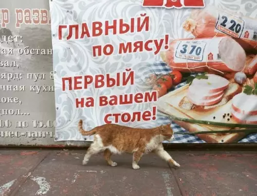 Смешная картинка №575755 Если бы у вашего кота был свой слоган