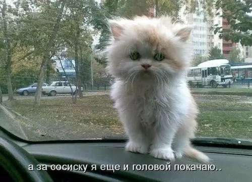 Смешная картинка №303878