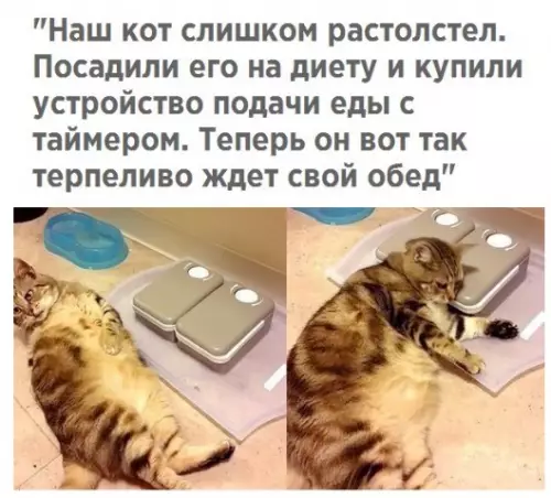 Смешная картинка №228093 коты