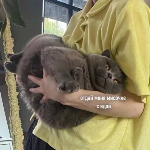 Смешная картинка №733266