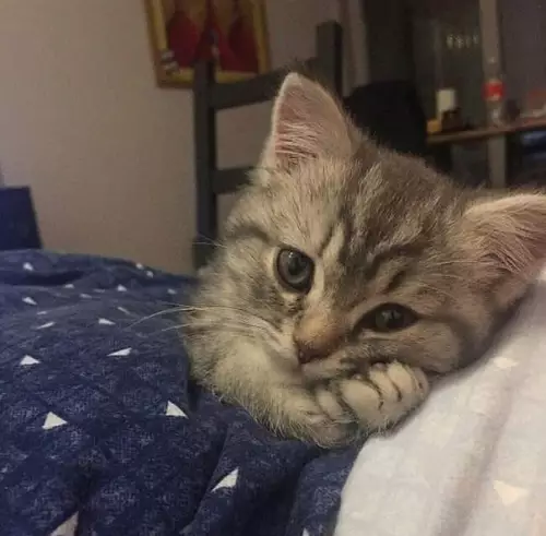 Смешная картинка №363395 Это твой котик любуeтся тобой, пока ты cпишь :3