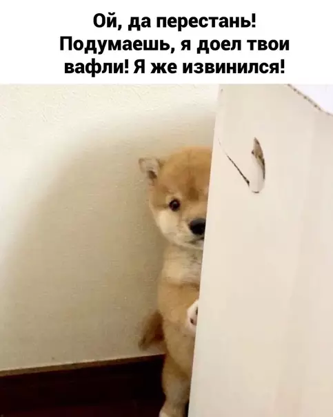 продолжение Смешная картинка №583624